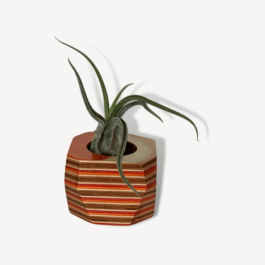 Orange, brown and tan wood pot with a air plant inside.