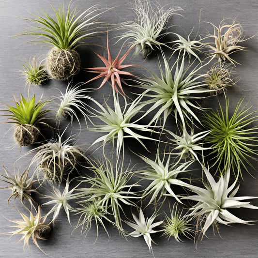 Elevate Your Greenery Game with Recycled Skateboard Air Plant Holders