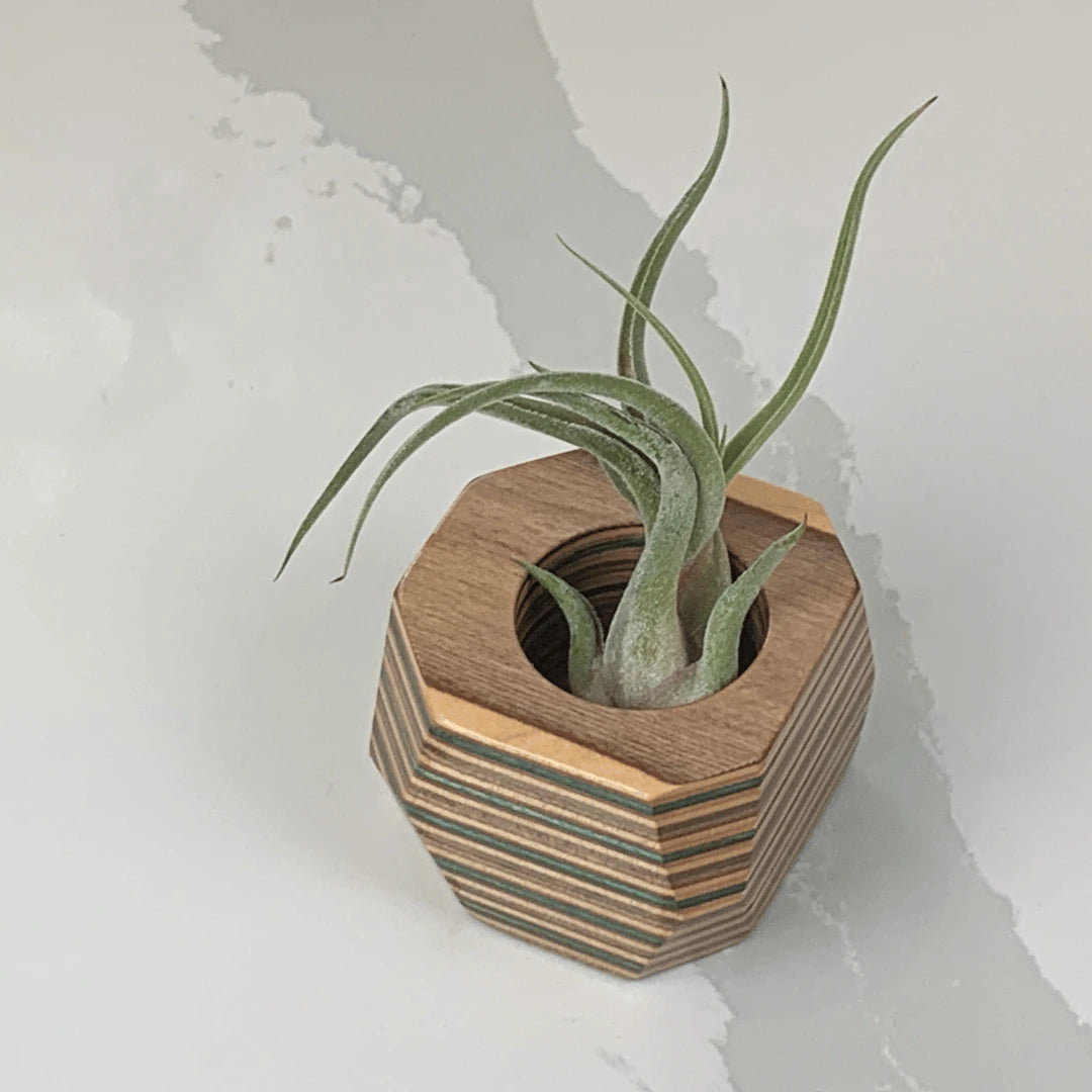 Brown and tan wooden pot with a air plant inside sitting on a table.