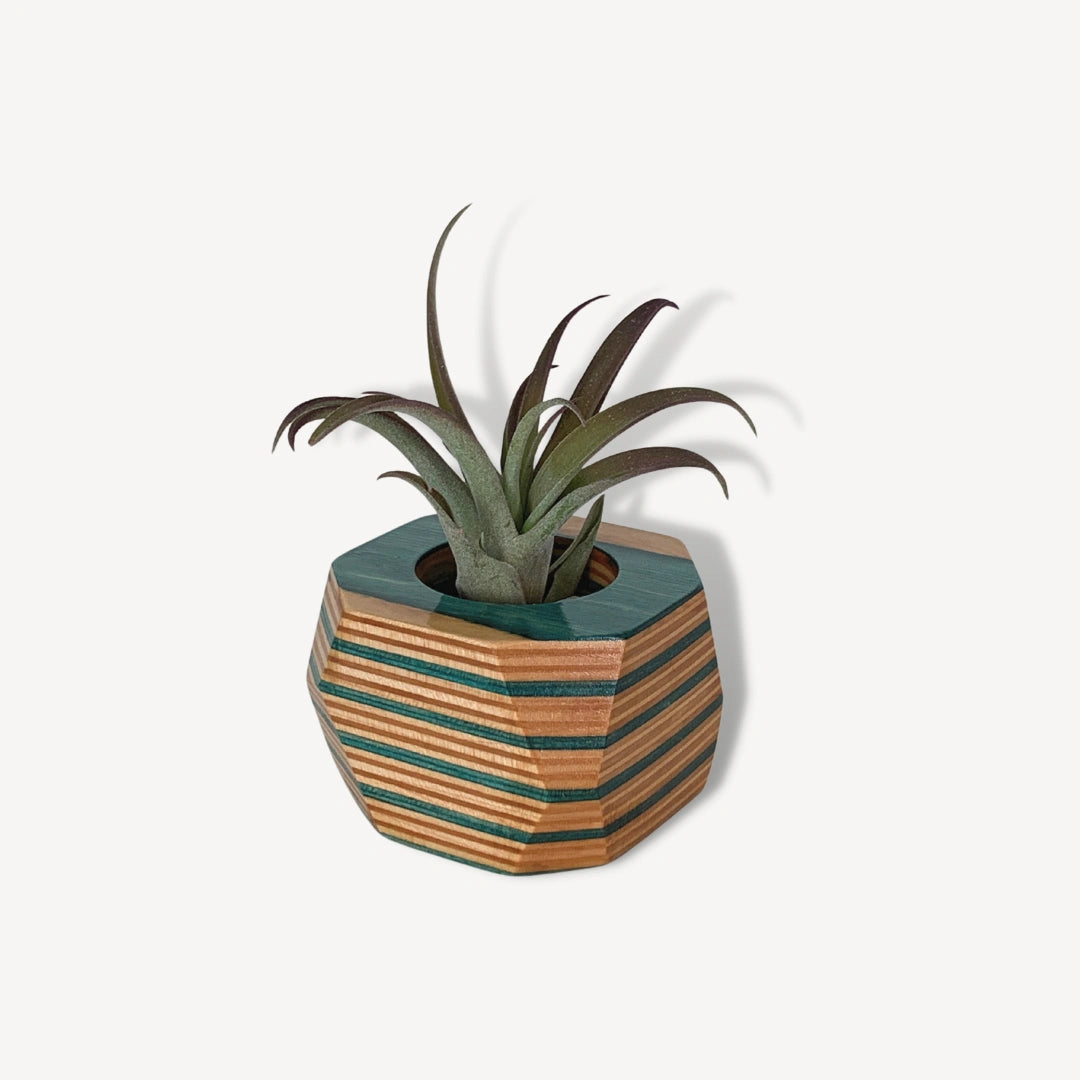 Blue and tan wooden pot with an air plant inside.