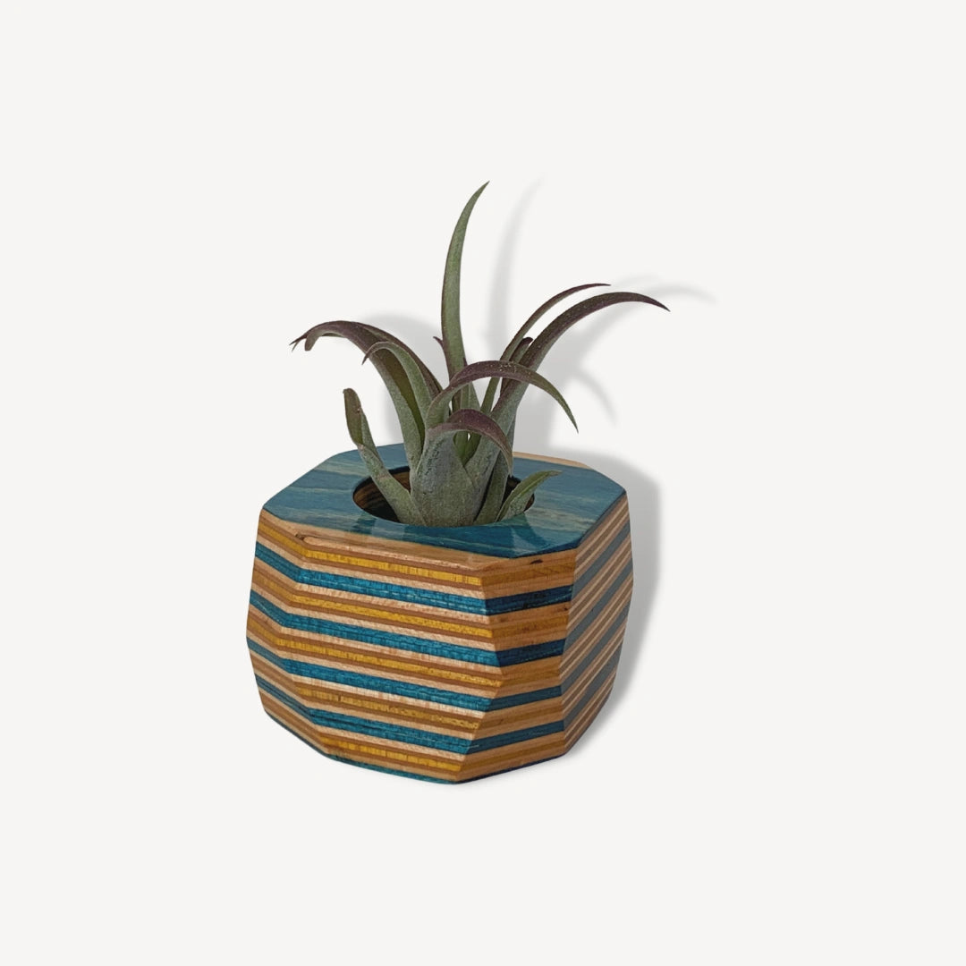 Blue, yellow and tan wooden pot with an air plant inside.