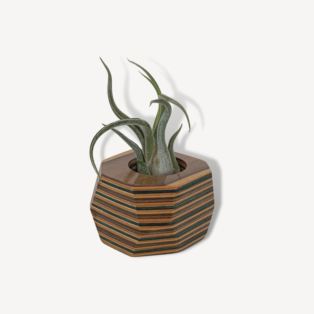 Brown and tan wooden pot with an air plant inside.