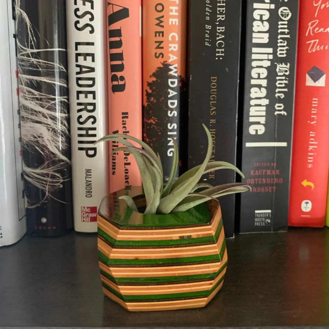 Green, brown and tan wooden pot with an air plant inside sitting on a bookshelf.