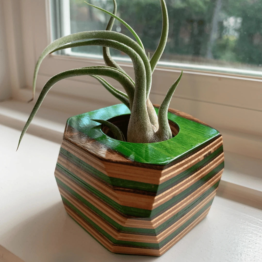 Green, brown and tan wooden pot with a air plant inside sitting on a window sill.
