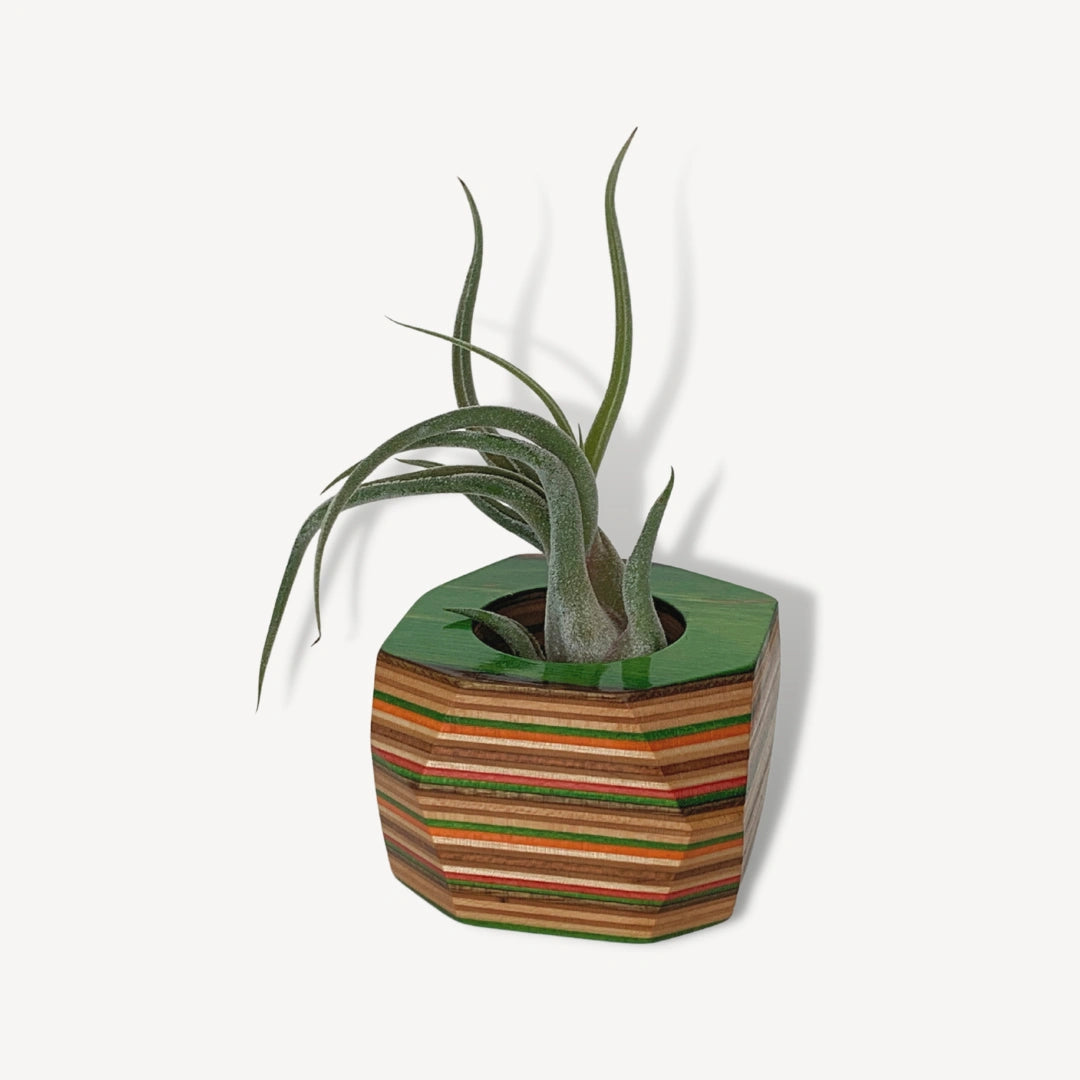 multi-colored wooden pot with an air plant inside.