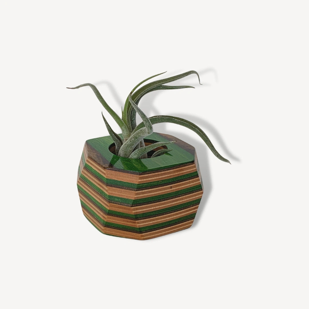 Green, brown and tan wooden pot with an air plant inside.