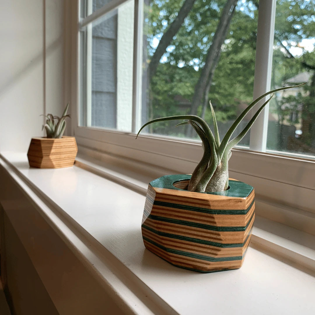 Two wooden pots with air plants inside sitting on a window sill.