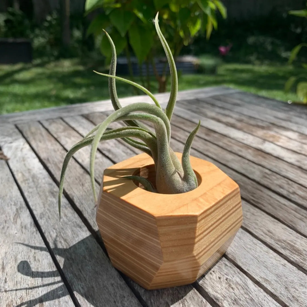 Tan wooden pot with an air plant inside on a table outside.
