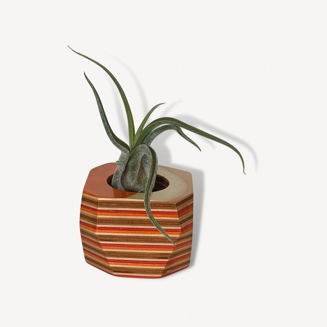 Orange, brown and tan wooden pot with an air plant inside.