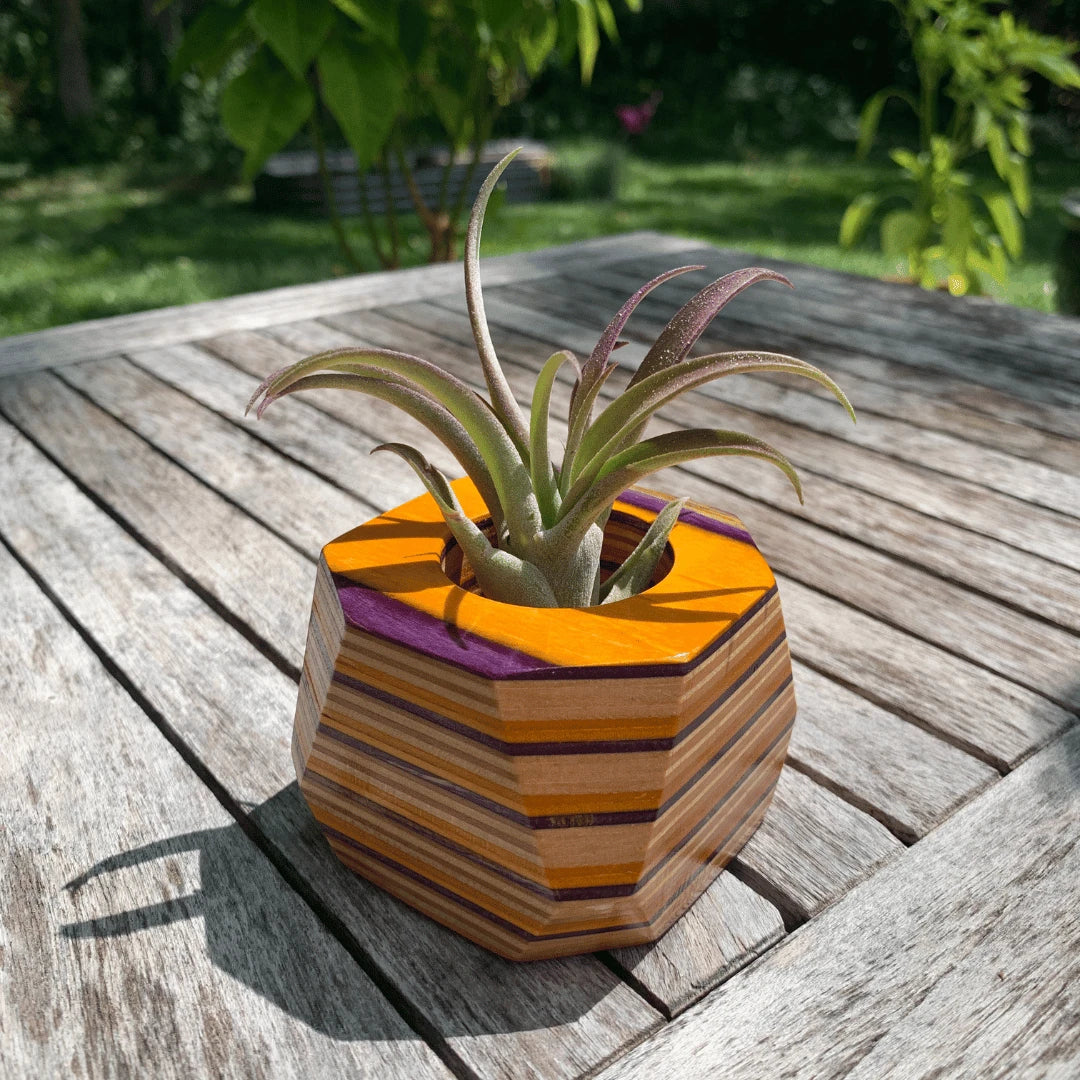 Tan, purple and orange wooden pot with an air plant inside on a table outside.