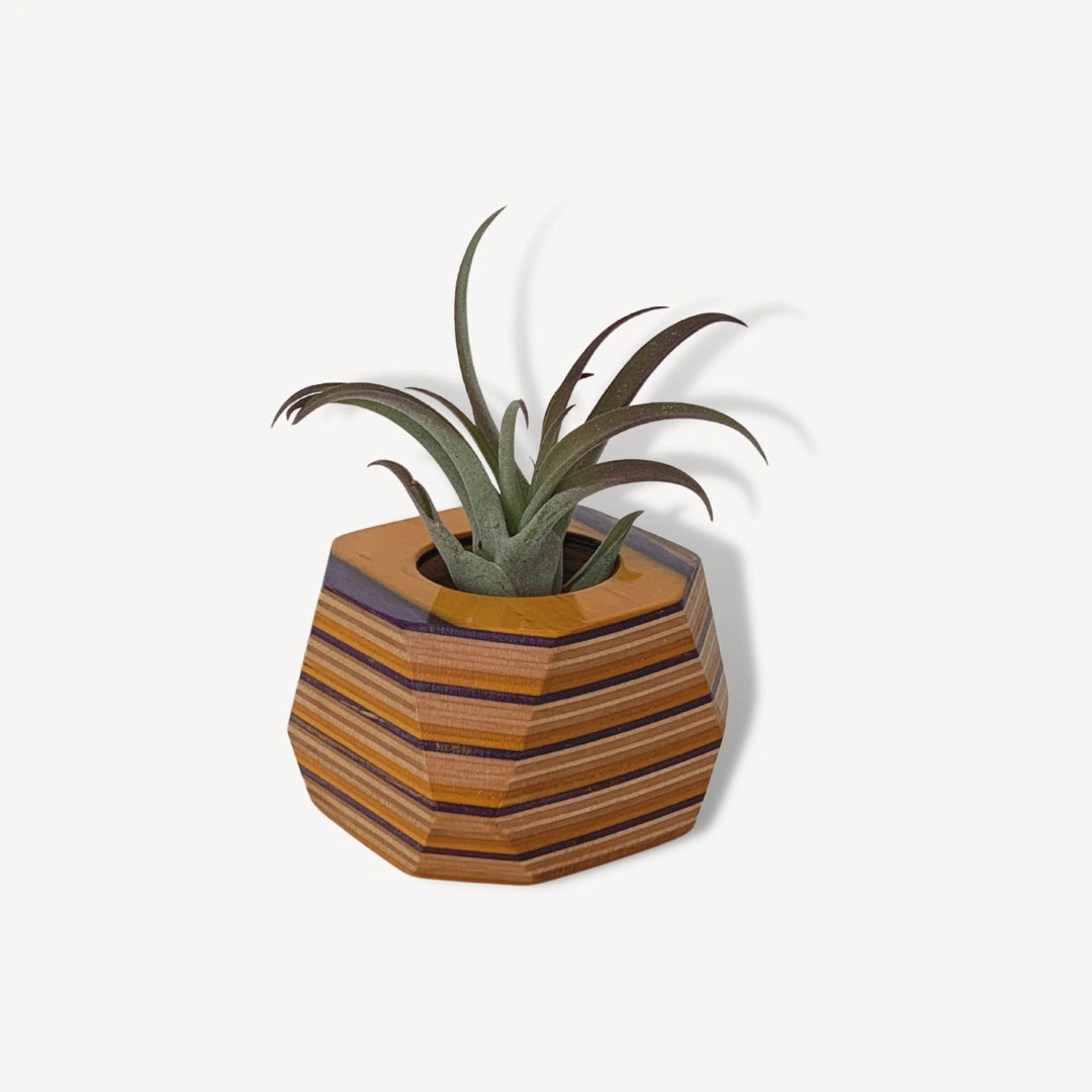Yellow, purple and tan wooden pot with an air plant inside.