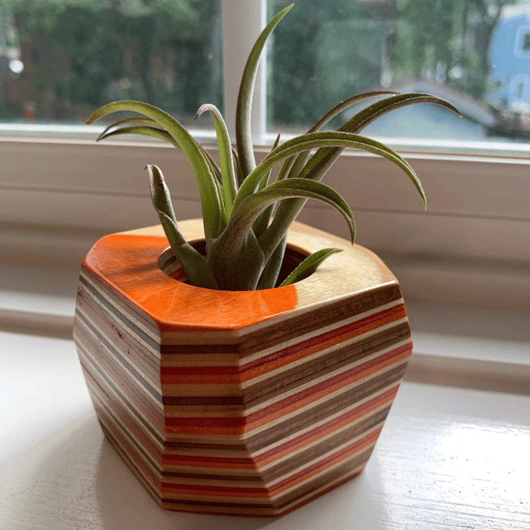 Orange, brown and tan wooden pot with an air plant inside sitting on a window sill.