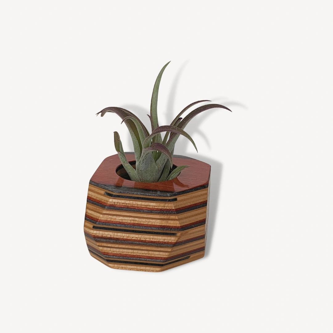 Red, black and tan wooden pot with an air plant inside.