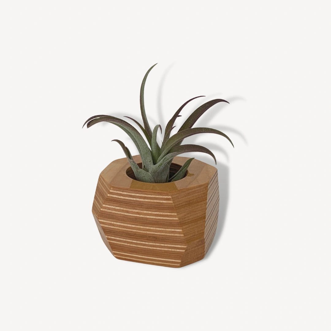 Tan wooden pot with an air plant inside.